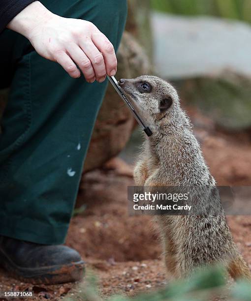 Keeper Sarah Hall helps count some of the meerkats as part of the annual stock take at Bristol Zoo on January 2, 2013 in Bristol, England. The annual...