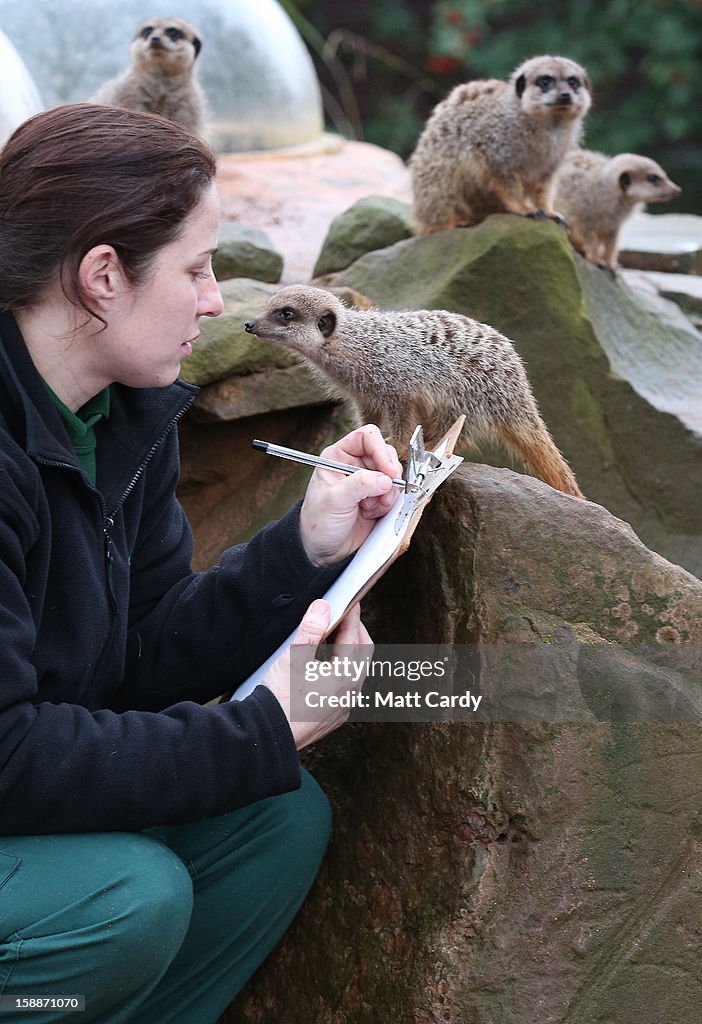Staff At Bristol Zoo Conduct Their Annual Stocktake Of The Animals
