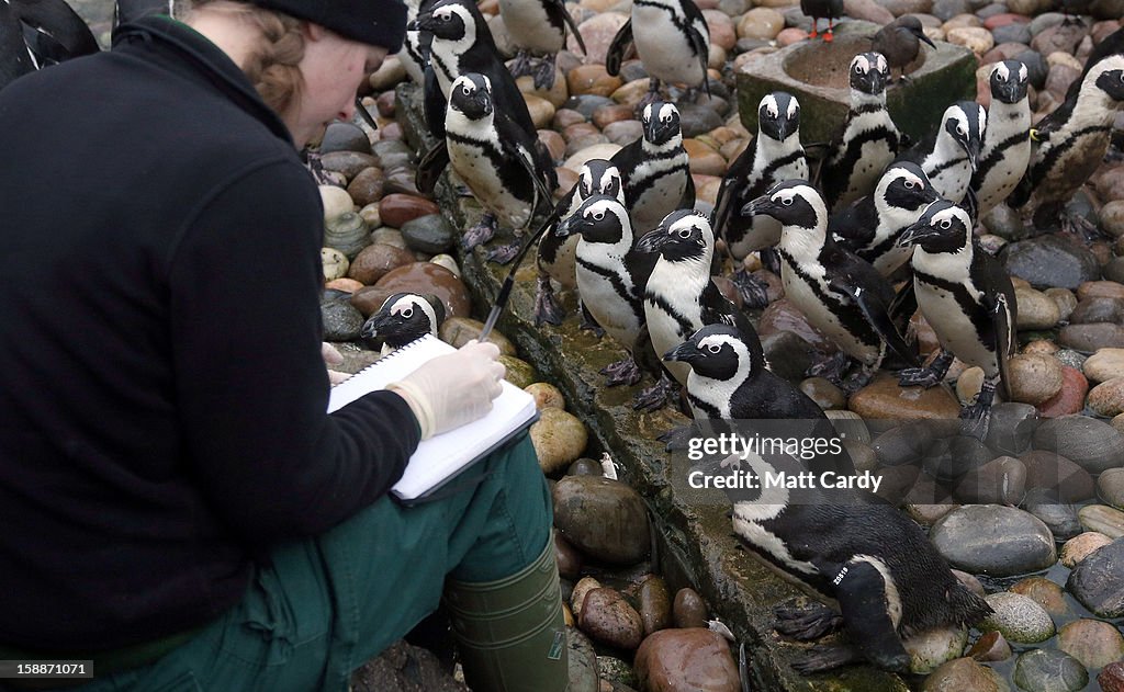 Staff At Bristol Zoo Conduct Their Annual Stocktake Of The Animals