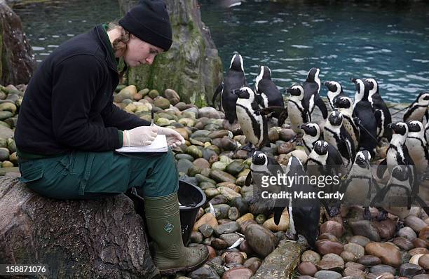 Keeper Pippa Green helps count some of the penguins as part of the annual stock take at Bristol Zoo on January 2, 2013 in Bristol, England. The...