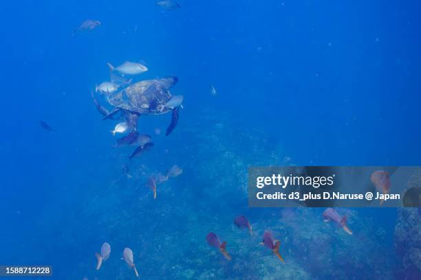 cool green turtle with greater amberjack school @ hirizo beach - 伊豆 stock pictures, royalty-free photos & images