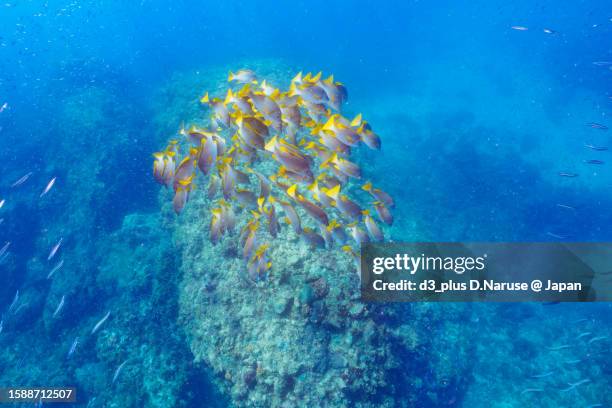 beauty blue-spotted sea perch school @ hirizo beach - 魚群 fotografías e imágenes de stock