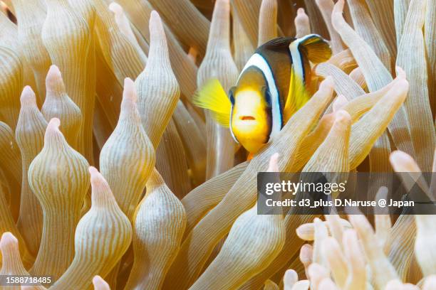 cute yellowtail crownfish juvenile @ hirizo beach - 伊豆 stock pictures, royalty-free photos & images