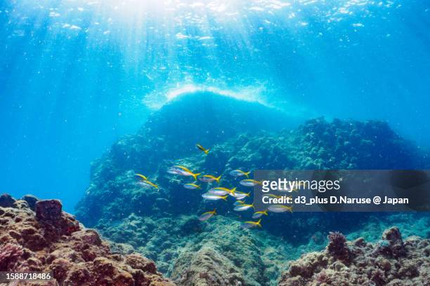beauty yellowstriped butterfish school @ hirizo beach - 伊豆 stockfoto's en -beelden