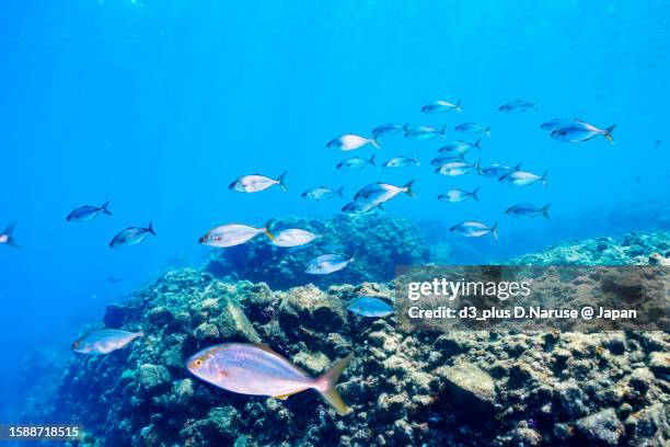 cool greater amberjack school @ hirizo beach - 伊豆 stockfoto's en -beelden