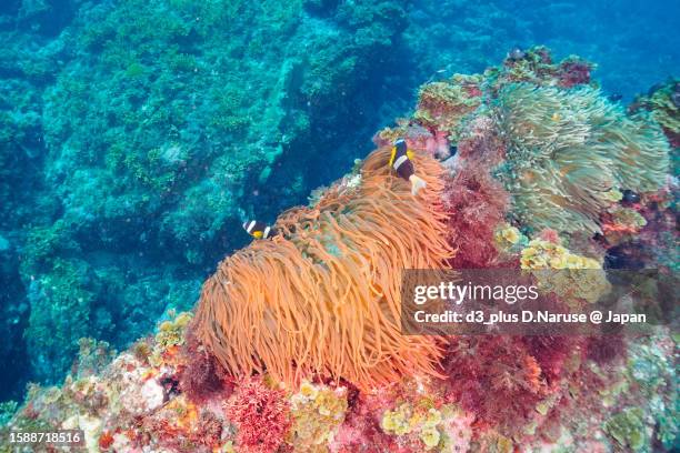 big sea anemone field & crownfish @ hirizo beach - 伊豆 stockfoto's en -beelden