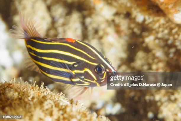 beauty goldenstriped soapfish juvenile @ hirizo beach - 伊豆 stock pictures, royalty-free photos & images