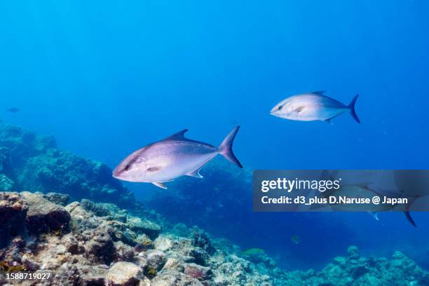 cool greater amberjack school @ hirizo beach - 伊豆 stock pictures, royalty-free photos & images