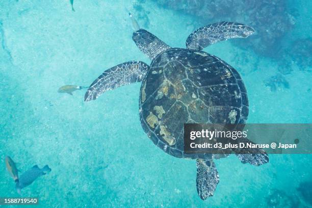 cool green turtle @ hirizo beach - 伊豆 stockfoto's en -beelden