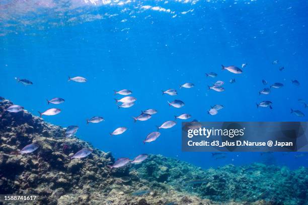 cool greater amberjack school @ hirizo beach - 魚群 fotografías e imágenes de stock