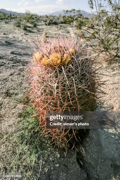 cacti in the nevada desert - areoles stock-fotos und bilder