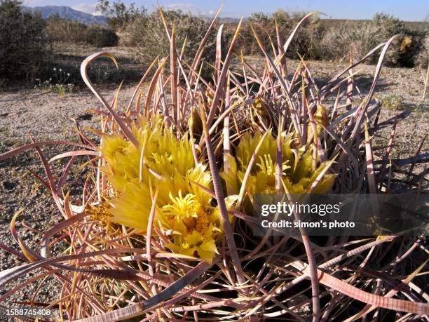 cacti in the nevada desert - areoles stock-fotos und bilder