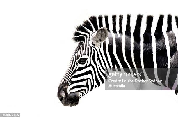 zebra - tiere schwarz weiss stock-fotos und bilder