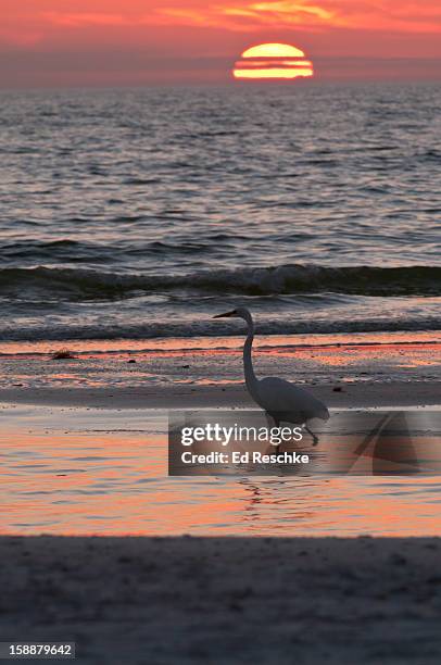 great egret and a setting sun, fort myers beach - fort myers beach 個照片及圖片檔