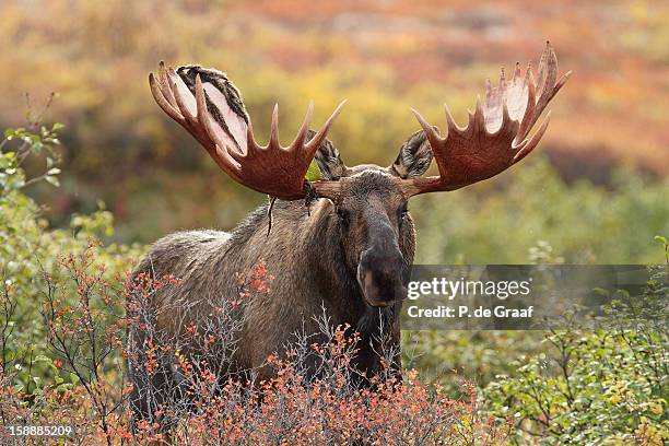 bull moose - denali national park - alaska - moose face stock pictures, royalty-free photos & images