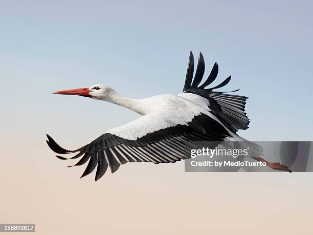 tracing the flight - stork stockfoto's en -beelden