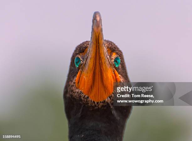 black crowned cormorant - wowography stock pictures, royalty-free photos & images