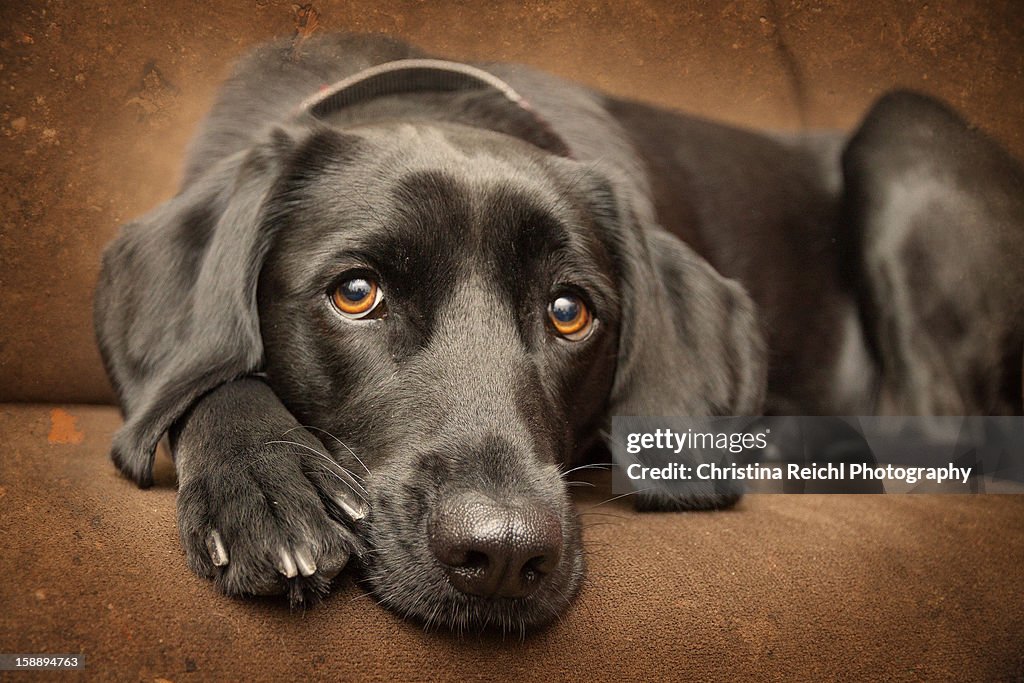 Labrador Looking into Camera