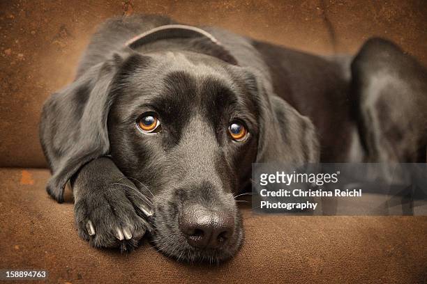 labrador looking into camera - black lab stock pictures, royalty-free photos & images