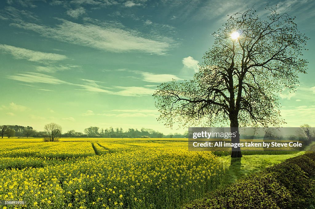 Golden sunlight