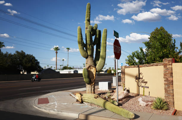 AZ: Arizona's Brutal Heatwave Contributes To The Dying Of Its Iconic Saguaro Cacti
