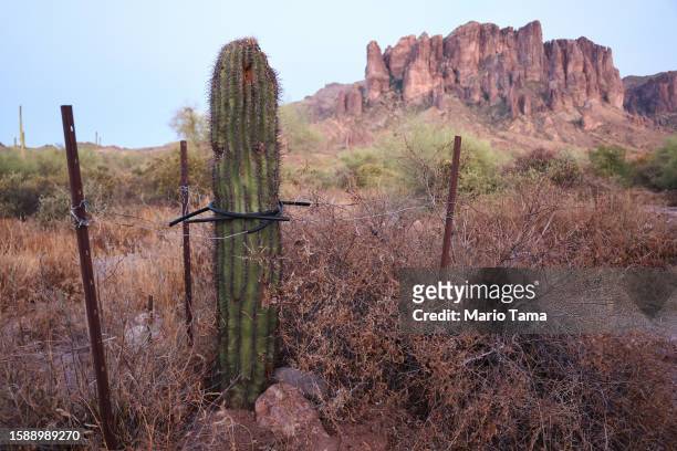 Saguaro cactus is supported by wire in the Sonoran Desert on August 2, 2023 near Apache Junction, Arizona. The cacti are threatened by a number of...