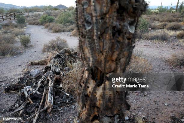 Fallen saguaro cactus decays in the Sonoran Desert on August 2, 2023 near Apache Junction, Arizona. The cacti are threatened by a number of issues...