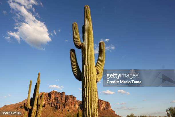 Saguaro cacti stand in the Sonoran Desert on August 2, 2023 near Apache Junction, Arizona. The cacti are threatened by a number of issues linked to...