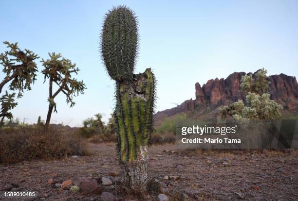 Damaged saguaro cactus stands in the Sonoran Desert on August 2, 2023 near Apache Junction, Arizona. The cacti are threatened by a number of issues...