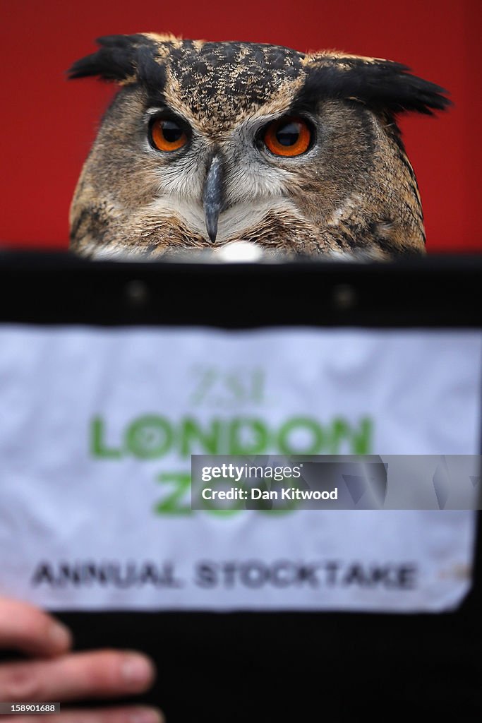 London Zoo Conduct Their Annual Animal Stocktake