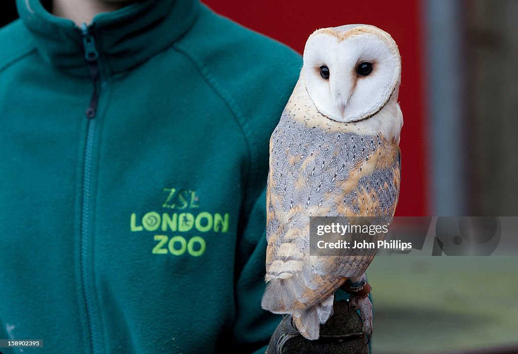 London Zoo Conduct Their Annual Animal Stocktake