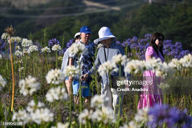 People visit agapanthuses flowers at Montara State Beach along the Pacific Coastline in California, United States on August 6, 2023.