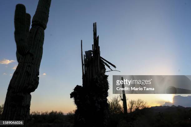 The remains of a fallen saguaro cactus decays in the Sonoran Desert on August 2, 2023 near Apache Junction, Arizona. The cacti are threatened by a...