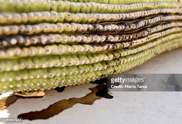 The recently fallen arm of a damaged saguaro cactus sits on the sidewalk on August 2, 2023 in Mesa, Arizona. The cacti are threatened by a number of...