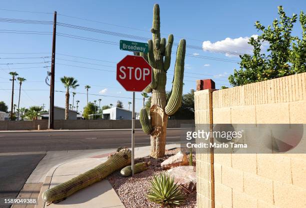 Damaged saguaro cactus stands with a recently fallen arm resting on the sidewalk on August 2, 2023 in Mesa, Arizona. The cacti are threatened by a...