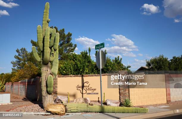Damaged saguaro cactus stands with a recently fallen arm resting on the sidewalk on August 2, 2023 in Mesa, Arizona. The cacti are threatened by a...