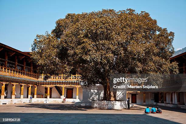 bodhi tree in courtyard of punakha dzong - mahabodhi temple stock pictures, royalty-free photos & images