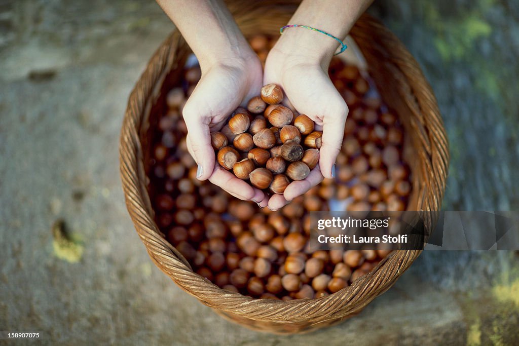 Hazelnut Harvest