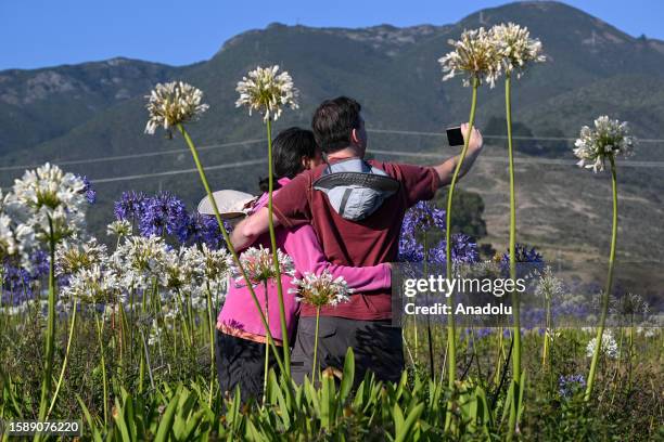 People visit agapanthuses flowers at Montara State Beach along the Pacific Coastline in California, United States on August 6, 2023.