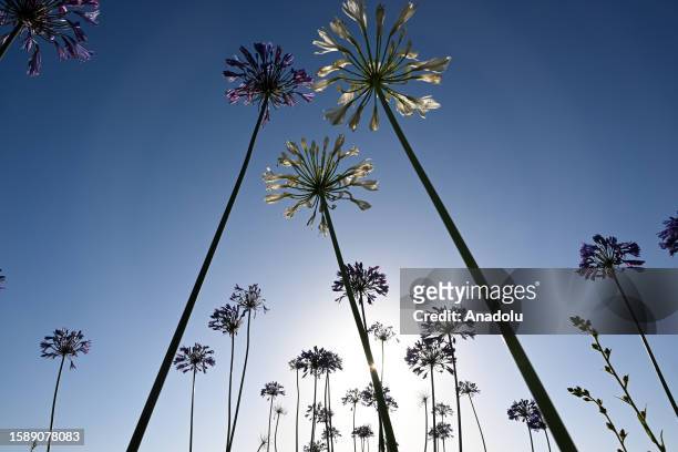 Agapanthuses flowers are seen at Montara State Beach along the Pacific Coastline in California, United States on August 6, 2023.