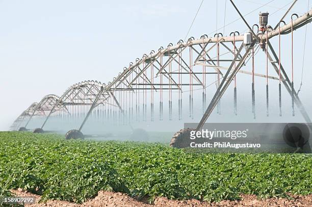potatoes planted in field being irrigated - american potato farm stockfoto's en -beelden