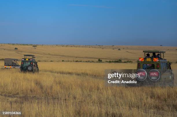 Lion walks among safari vehicles in Masai Mara, Kenya on August 09, 2023. World Lion Day is observed on August 10 each year.