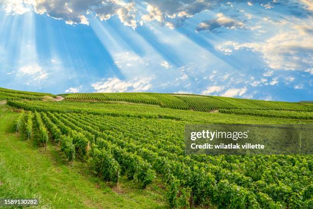 vineyards and grapes in a hill-country farm in france. - moet et chandon vineyard stock pictures, royalty-free photos & images