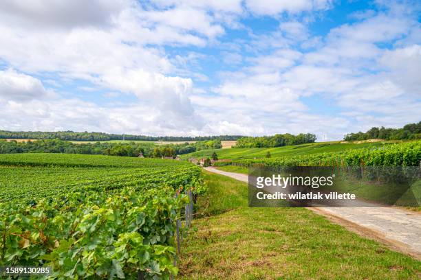 vineyards and grapes in a hill-country farm in france. - gironde stock-fotos und bilder