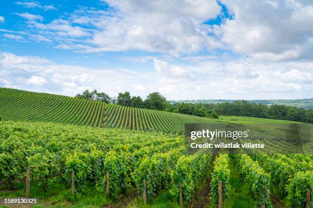 vineyards and grapes in a hill-country farm in france. - piedmont italy stock pictures, royalty-free photos & images