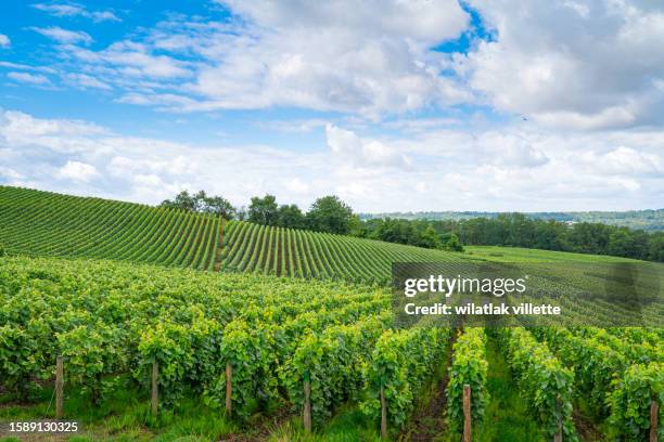 vineyards and grapes in a hill-country farm in france. - moet et chandon vineyard stock pictures, royalty-free photos & images