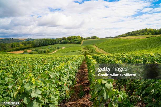 vineyards and grapes in a hill-country farm in france. - moet et chandon vineyard stock pictures, royalty-free photos & images