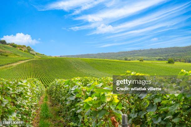 vineyards and grapes in a hill-country farm in france. - moet et chandon vineyard stock pictures, royalty-free photos & images