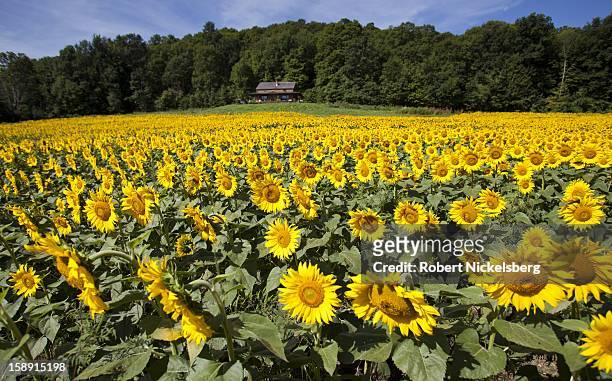 View of John Williamson's field of sunflowers August 7, 2012 on his 200-acre farm in North Bennington, Vermont. Williamson's family run farm sold off...