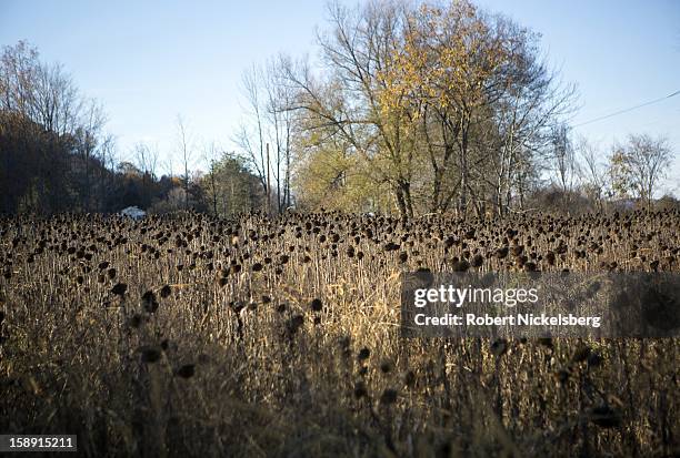 John Williamson harvests a field of sunflowers on his 200-acre State Line Farm October 17, 2012 in North Bennington, Vermont. Williamson will mill or...